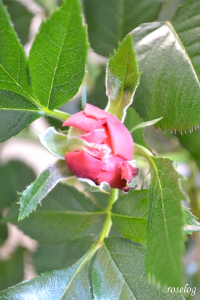 20260408 ライフ バラ ブログ ロサオリエンティス 4月 蕾 画像 roselog