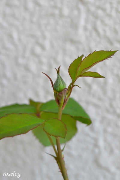 20260408 レイニーブルー バラ ブログ 4月 蕾 画像 roselog