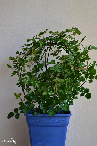 20260408 レイニーブルー バラ ブログ 鉢植え バルーンオベリスク仕立て 400φ 樹高50cm 8号角鉢 4月 蕾 画像 roselog
