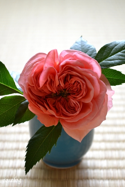 20260414 ライフ バラ ブログ ロサオリエンティス タイプ0 4月 開花 切り花 畳 薔薇 ブルヘッド 画像 roselog