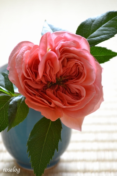 20260414 ライフ バラ ブログ ロサオリエンティス タイプ0 4月 開花 切り花 畳 薔薇 ブルヘッド 画像 roselog