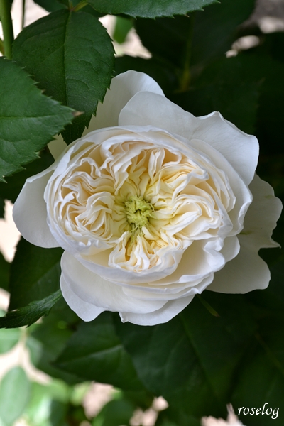 20260418 シーシェルアイズ バラ ブログ 4月 開花 一番花 花径5cm 画像 roselog