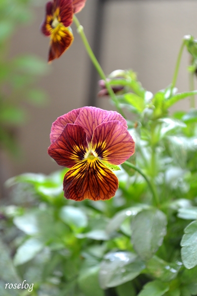 20260418 ビオラ タイガーアイ ブログ 4月 開花 画像 roselog