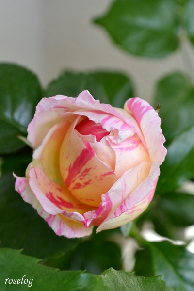 20260420 エドゥアールマネ バラ ブログ デルバール 4月 春 蕾 画像 roselog