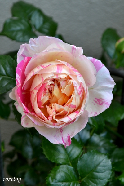 20260422 エドゥアールマネ バラ ブログ デルバール 4月 春 一番花 画像 roselog