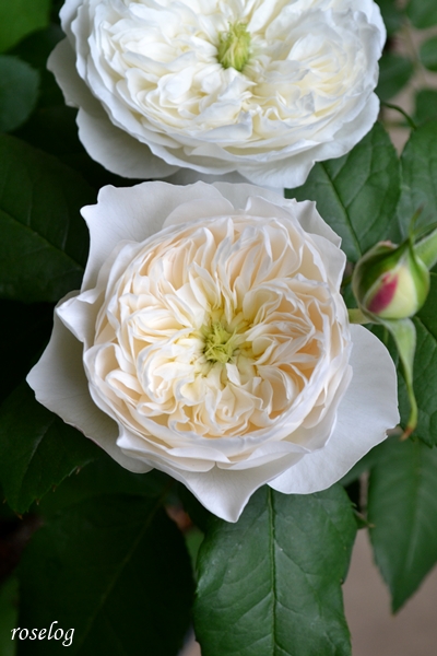 20260422 シーシェルアイズ バラ ブログ 4月 開花 一番花 花径5cm 画像 roselog