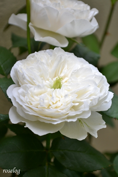 20260422 シーシェルアイズ バラ ブログ 4月 開花 一番花 花径5cm 画像 roselog