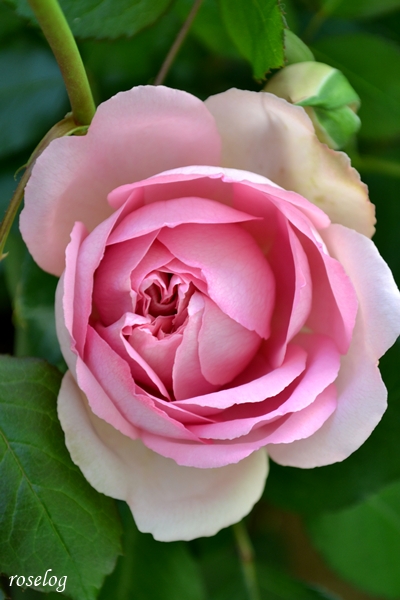 20260422 ローズアントワネット バラ ブログ 4月 春 一番花 開花 画像 roselog