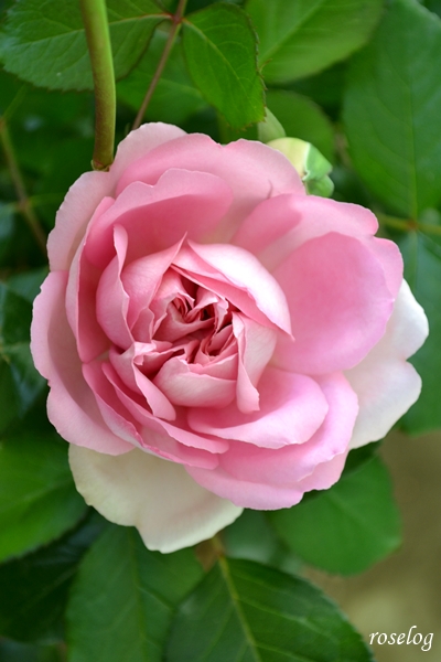 20260422 ローズアントワネット バラ ブログ 4月 春 一番花 開花 画像 roselog