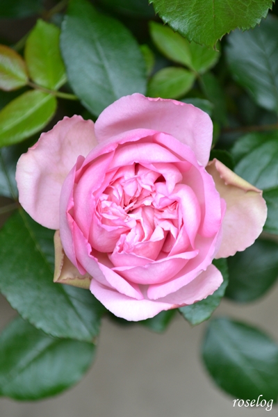 20260425 ローズアントワネット バラ ブログ デルバール 4月 一番花 開花 画像 roselog
