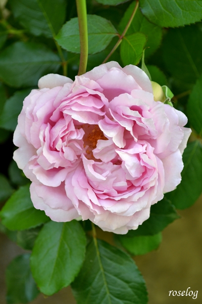 20260426 ローズアントワネット バラ ブログ デルバール 4月 一番花 開花 画像 roselog