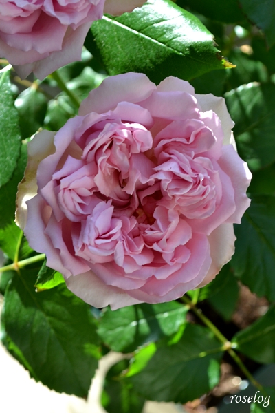 20260428 ローズアントワネット バラ ブログ デルバール 4月 一番花 開花 画像 roselog