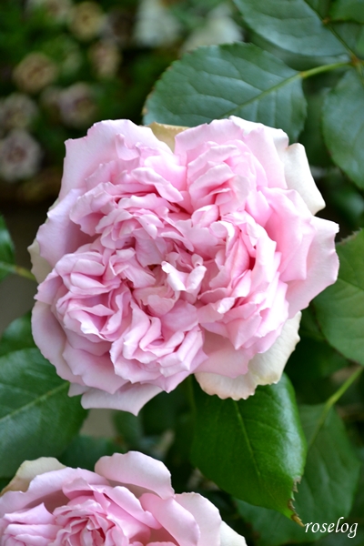 20260428 ローズアントワネット バラ ブログ デルバール 4月 一番花 開花 画像 roselog