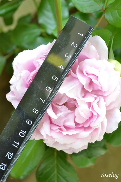 20260428 ローズアントワネット バラ ブログ デルバール 4月 一番花 開花 花径10cm 画像 roselog
