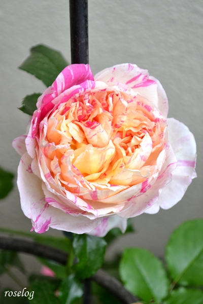 20260423 エドゥアールマネ バラ ブログ 春 4月 開花 花径6cm 画像 roselog