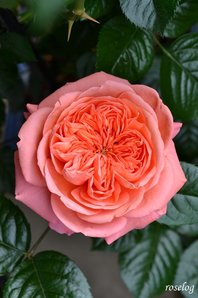 20260425 ライフ バラ ブログ 4月 春 開花 ロゼット咲き 画像 roselog