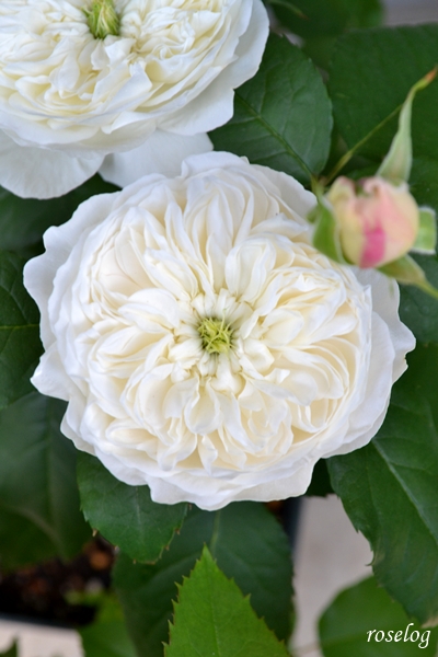 20260426 シーシェルアイズ バラ ブログコマツガーデン 4月 春 開花 画像 roselog