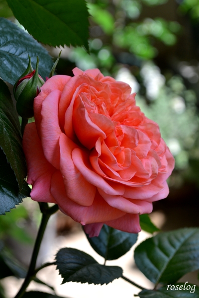 20260426 ライフ バラ ブログ 4月 春 開花 画像 roselog