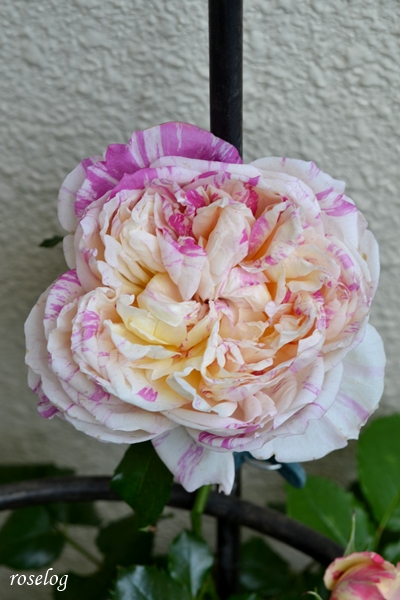 20260428 エドゥアールマネ バラ ブログ 春 4月 開花 花径6-7cm 画像 roselog