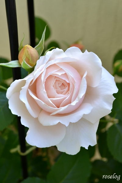 20260428 メーヴェ バラ ブログ アップルローゼス 4月 春 開花 画像 roselog