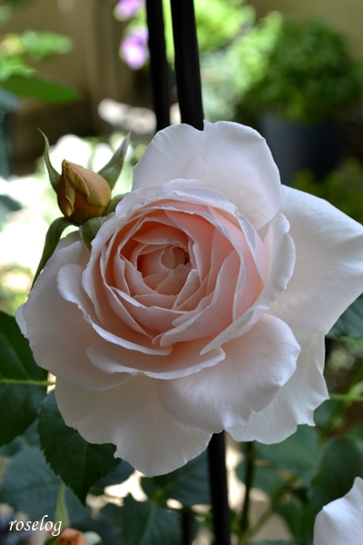 20260428 メーヴェ バラ ブログ アップルローゼス 4月 春 開花 画像 roselog
