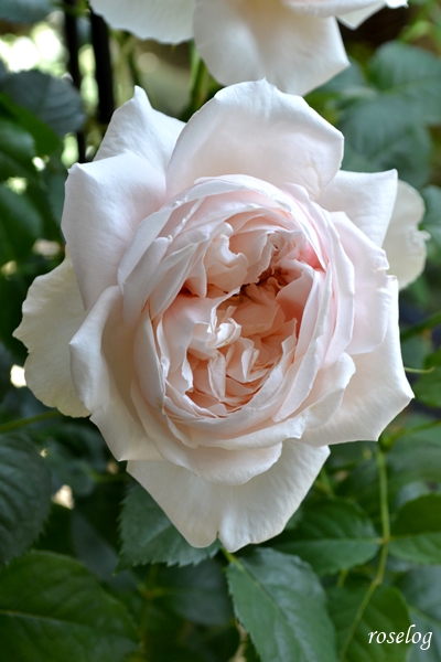 20260428 メーヴェ バラ ブログ アップルローゼス 4月 春 開花 画像 roselog