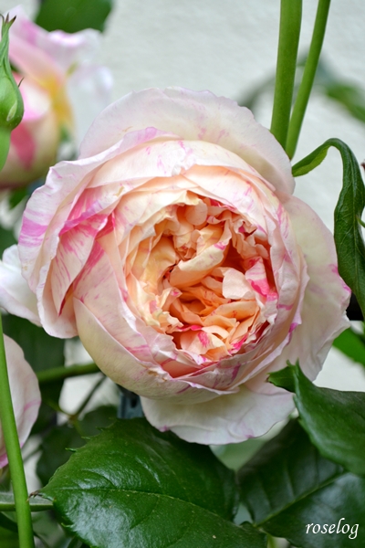 20260429 エドゥアールマネ バラ ブログ 春 4月 開花 花径6cm 画像 roselog