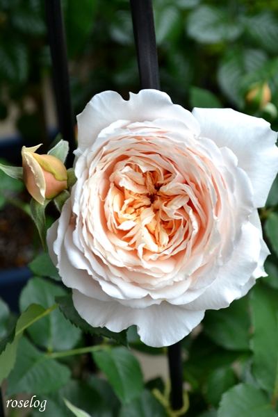 20260429 メーヴェ バラ ブログ アップルローゼス 4月 春 開花 画像 roselog