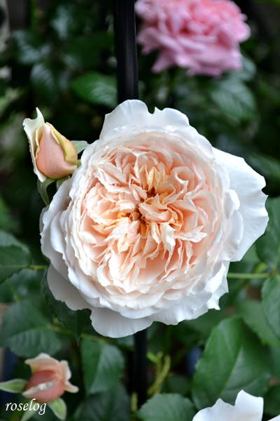 20260430 メーヴェ バラ ブログ アップルローゼス 4月 春 開花 画像 roselog