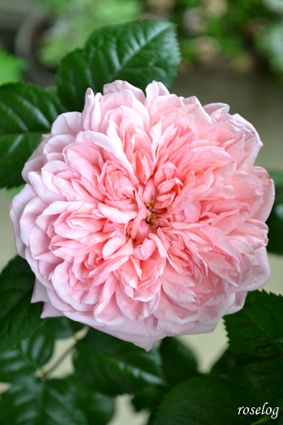 20260430 ライフ バラ ブログ ロゼット咲き 退色 4月 春 開花 画像 roselog