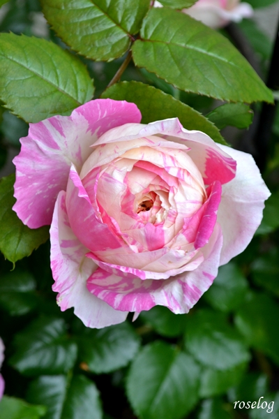 20260501 エドゥアールマネ バラ ブログ 春 5月 開花 花径6cm 画像 roselog