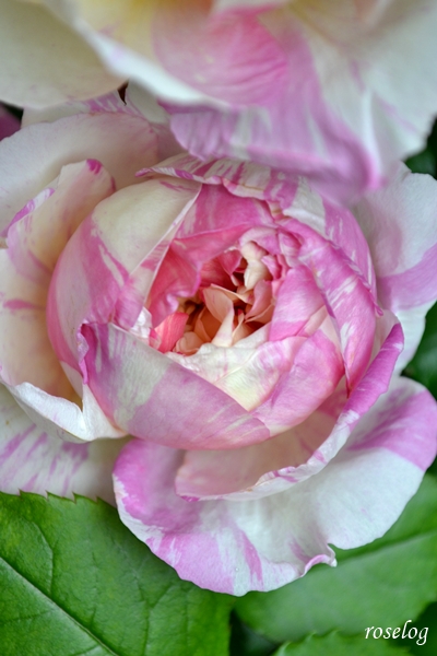 20260501 エドゥアールマネ バラ ブログ 春 5月 開花 花径6cm 画像 roselog