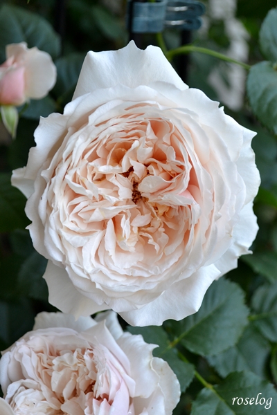 20260501 メーヴェ バラ ブログ アップルローゼス 5月 春 開花 画像 roselog
