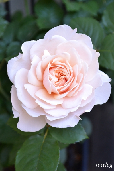 20260501 メーヴェ バラ ブログ アップルローゼス 5月 春 開花 画像 roselog