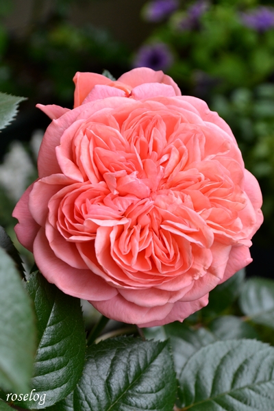 20260501 ライフ バラ ブログ ロゼット咲き 5月 春 開花 画像 roselog