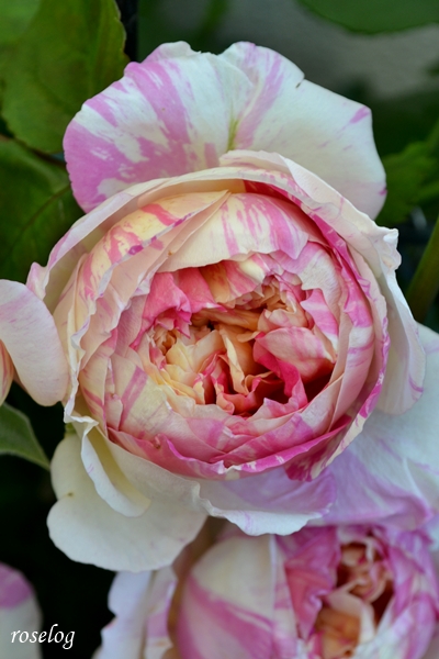20260502 エドゥアールマネ バラ ブログ 5月 春 開花 画像 roselog