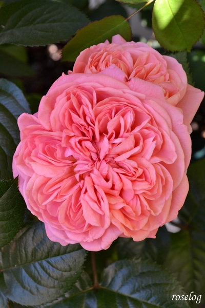 20260502 ライフ バラ ブログ ロゼット咲き 5月 春 開花 画像 roselog