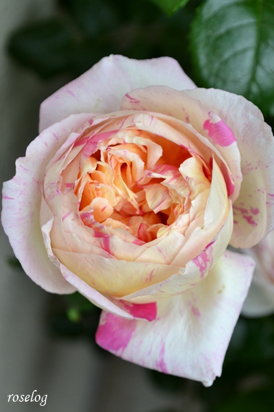 20260503 エドゥアールマネ バラ ブログ 5月 春 開花 画像 roselog