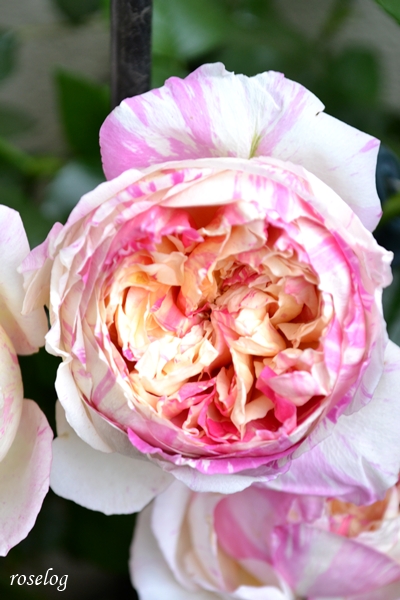 20260503 エドゥアールマネ バラ ブログ 5月 春 開花 画像 roselog