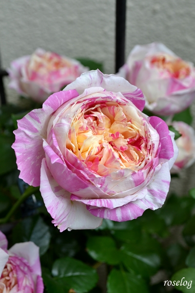 20260503 エドゥアールマネ バラ ブログ 5月 春 開花 画像 roselog