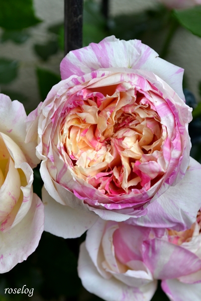 20260503 エドゥアールマネ バラ ブログ 5月 春 開花 画像 roselog