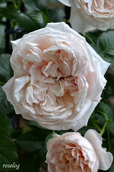 20260503 メーヴェ バラ ブログ アップルローゼス 5月 春 開花 画像 roselog