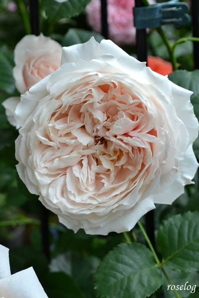 20260503 メーヴェ バラ ブログ アップルローゼス 5月 春 開花 画像 roselog