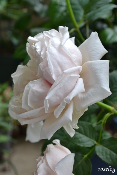 20260503 メーヴェ バラ ブログ アップルローゼス 5月 春 開花 画像 roselog