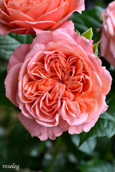 20260503 ライフ バラ ブログ ロゼット咲き 5月 春 開花 画像 roselog