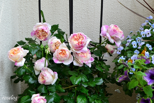 20260504 エドゥアールマネ バラ ブログ 5月 春 開花 ビオラ ペチュニア 真輝 画像 roselog