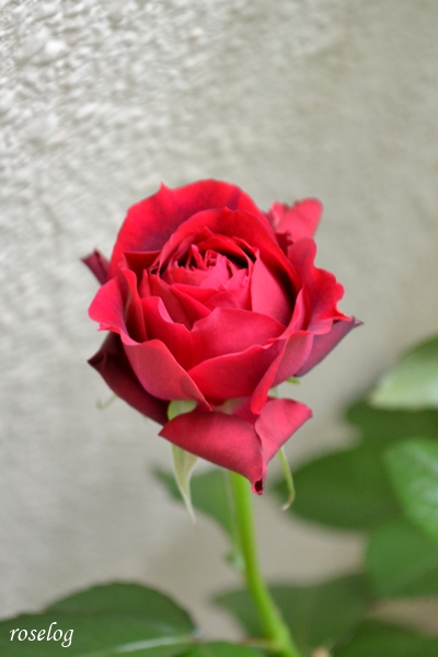 20260506 プランタジネット バラ ブログ ロサオリエンティス タイプ0 5月 開花 画像 roselog