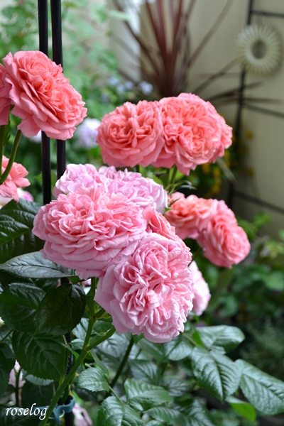 20260506 ライフ バラ ブログ ベランダ ガーデン 5月 春 開花 画像 roselog