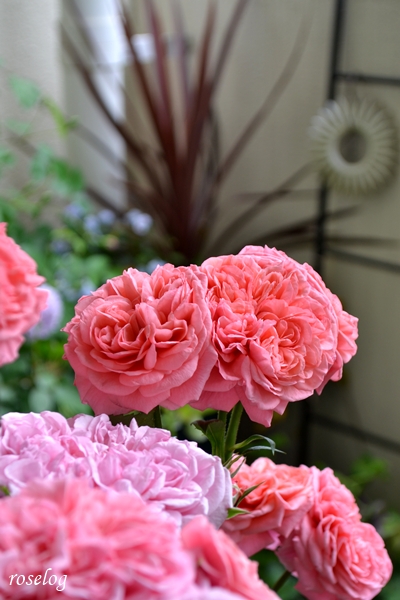 20260506 ライフ バラ ブログ ベランダ ガーデン 5月 春 開花 画像 roselog