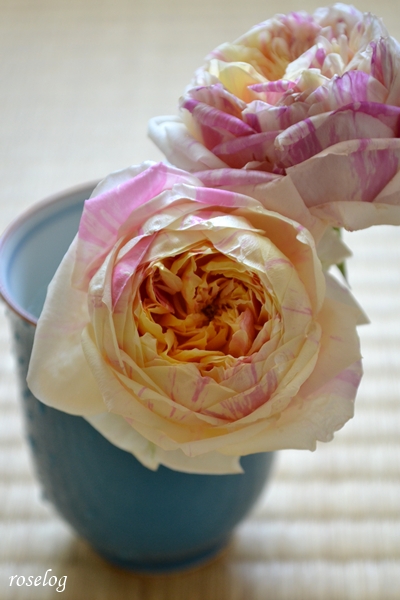 20260507 エドゥアールマネ バラ ブログ 5月 春 開花 切り花 画像 畳と薔薇 roselog